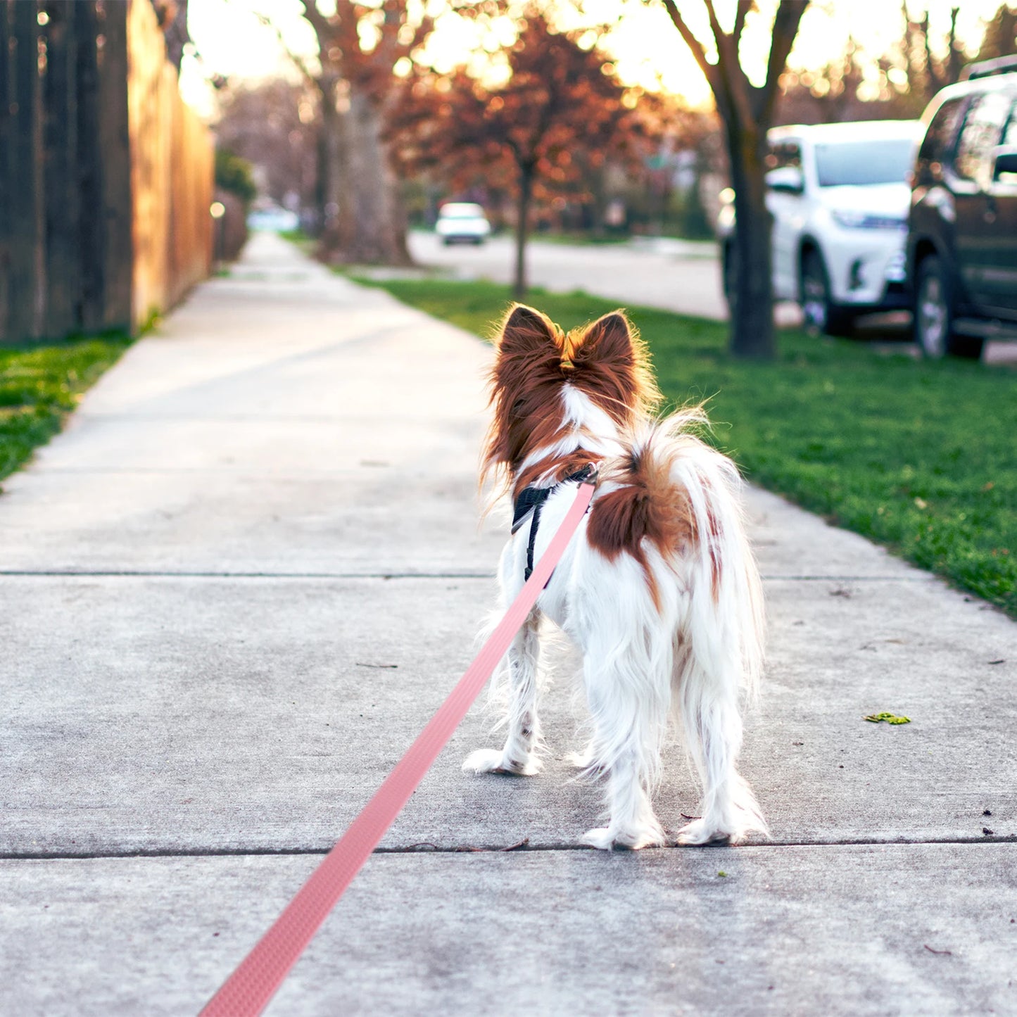 1.8M 3M 5M 10M PVC Dog Leash large dog Medium non-slip Waterproof and easy to clean running dog training Leash long strong